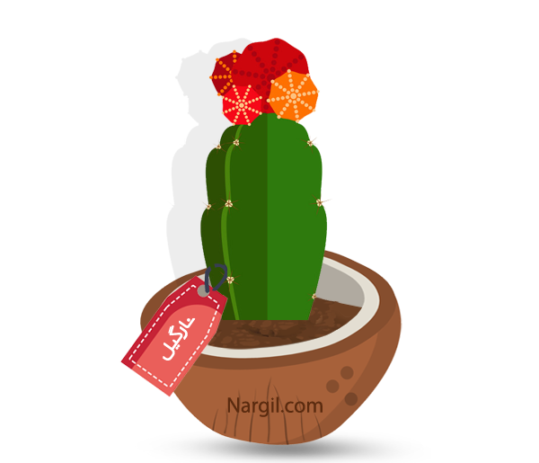 Nargil - chin cactus
